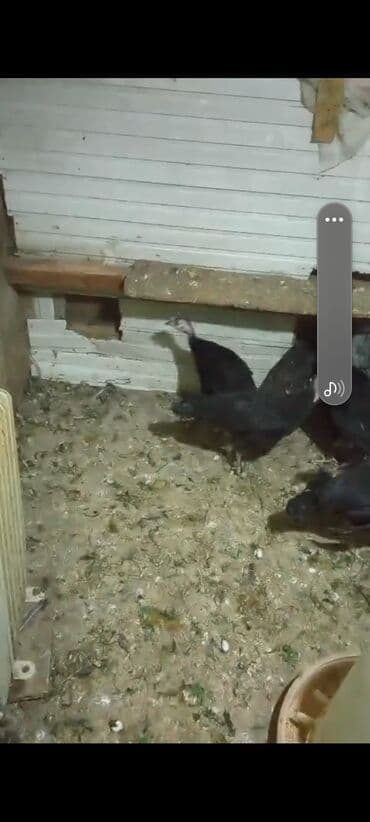 Dişi, Amerika, Ətlik, Ünvandan götürmə, Ödənişli çatdırılma