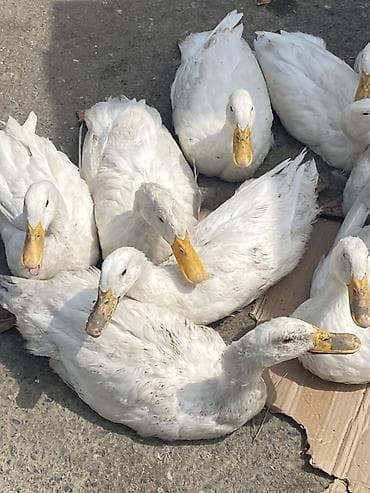 vendam kendi: Ağ ördəklər – təsərrüfat üçün - Cins: ağ, ət və yumurta yönümlü yerli — 1