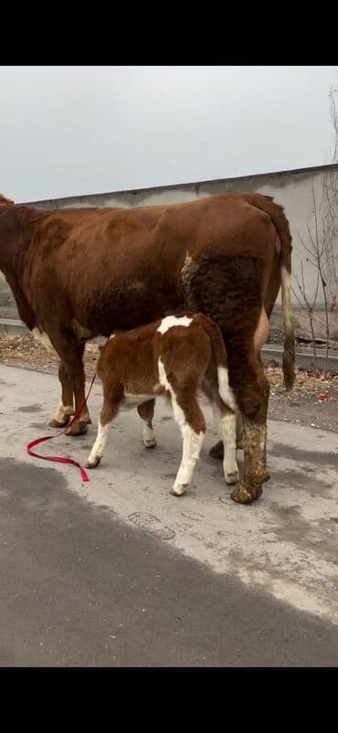 sabuncu heyvan bazari: Satılır: inək bala ilə - Cins: qırmızı-ağ rəngdə, ətlik-südlük tip — 10