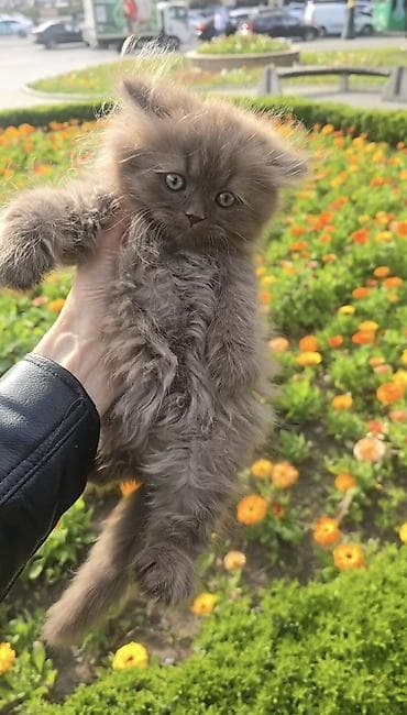 pişik aliram: Şotland uzun tüklü, Erkək, Yaxşı əllərə, Pulsuz çatdırılma — 4