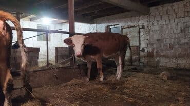 smental inekler: Самка, Simental, лет: 1, 300 кг, Для молока, Самовывоз — 5