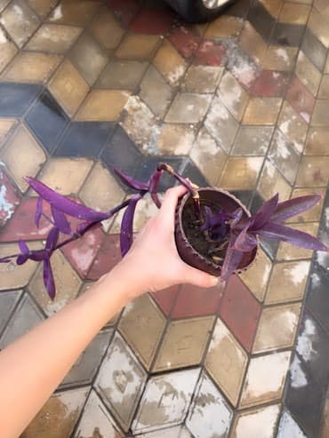 Buket güllər: Magaza baglanib elde coxlu bu gullerden qalib.Ag qab numune ucundur — 3