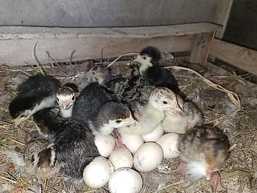 Hinduşka cücələri, Damazlıq, Ödənişli çatdırılma