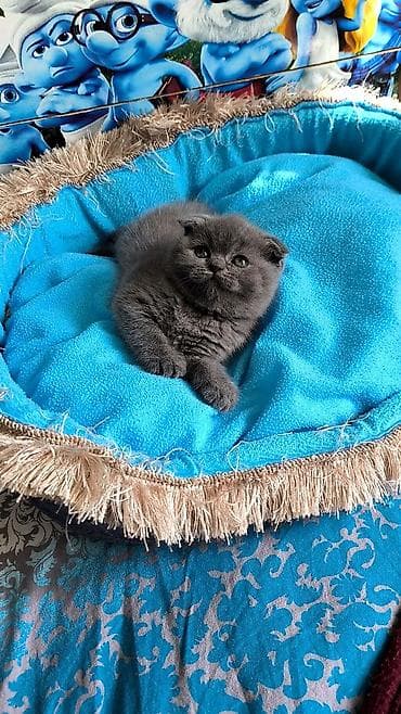 it qiz sekilleri: Şotland, Dişi — 3