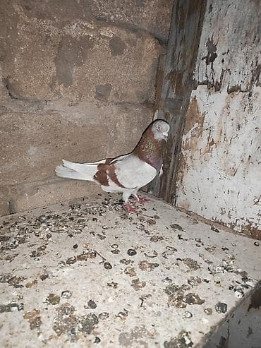 quşxana: Qüvvətli uçuşa malik bakı nzs - Növ: ev/poçt tipli bakı göyərçinləri — 2