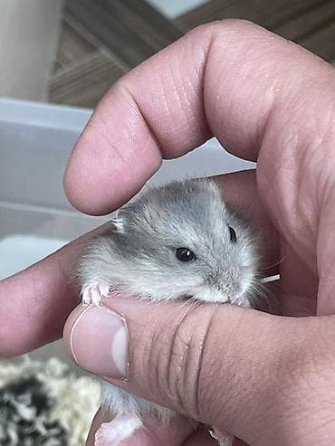 Hamsterler – Dwarf (cücə) hamsters Xüsusiyyətlər: - Cins: cücə xomyak