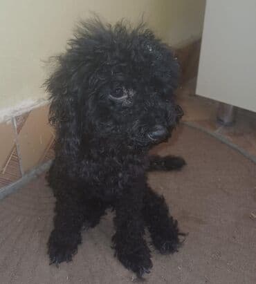 породистые собаки в добрые руки: Pudel, 4 ay, Dişi, Peyvəndli, Ünvandan götürmə — 2