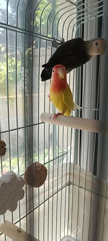 tap az qusar heyvanlar: Məhsul: Sevgi tutuquşuları (Lovebird) cütü və qəfəs dəsti Təsvir: - — 2