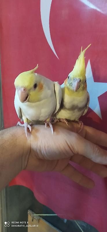 bülbül quşu: Salam. TAM SAĞLAM VİTAMİNLƏR PROFESSİONAL BİT DƏRMANİ VURULUB VƏ — 10