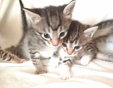 Akvarium aksessuar və ləvazimatları: Tabbi, Yaxşı əllərə — 1