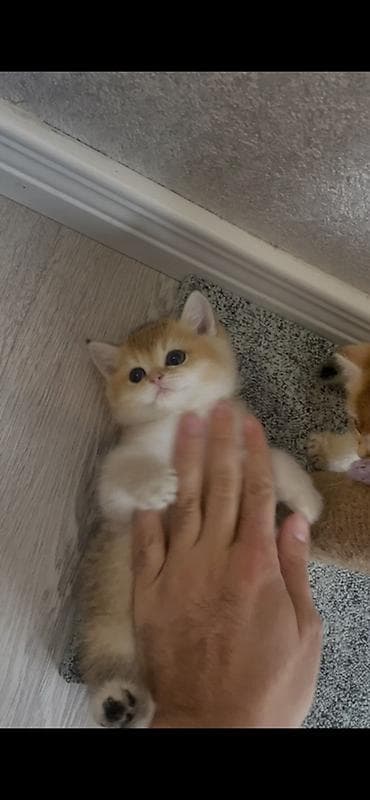 pisik satanlar: Şinşilla, Dişi — 5