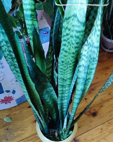 dibcek gulleri: Sansveriya dibçəklə 139 sm, tək gülün öz uzunluğu 125 sm 60 AZN, çox — 2