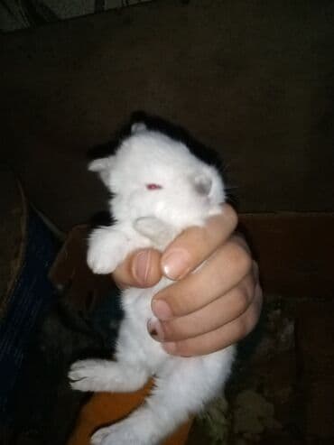 Куры: Ağ tüklü dovşan balaları.anasi atasi hamsi biryerde satilir.anasi — 5