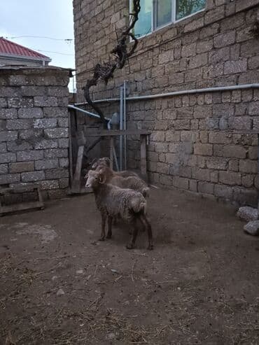 toyuga verilen adlar: Salam razılaşmaq olar — 3