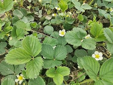 urək tort şəkilləri: Ciyelek stilleri satilir. Murona, albino sortlaridi qarisiqdi. 0.20 — 5