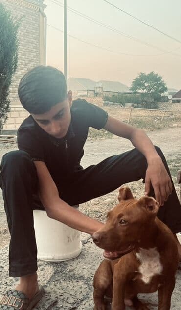pitbul balasi satilir: Pitbul, 1 ay, Erkek, Ünvandan götürmə — 4