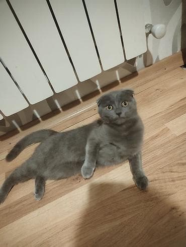 Şotland yastı qulaq