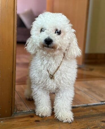 sumqayitda it satisi: Bişon Frize, 1 ay — 2