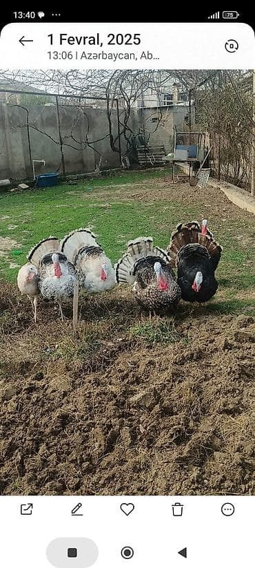 sanen keçi: Hinduşka cücələri – müxtəlif rənglərdə, sağlam və aktiv bala quşlar - — 5