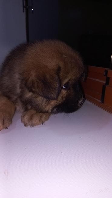 İtlər: 3 ay, Erkek, Ünvandan götürmə — 2