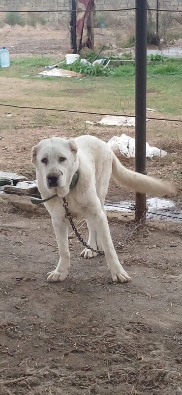 it davası: Alabay, 10 ay, Erkek, Peyvəndli, Pulsuz çatdırılma — 5