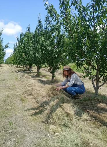 Букетные цветы: Məhsul: Gilas bağı (fidan/bağ sahəsi)salam Qusarin Qoxuroba kendinde — 2