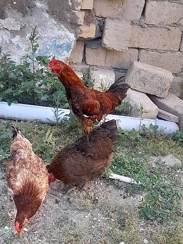 sultan toyuğu: Toyuq, Damazlıq, Ünvandan götürmə — 1