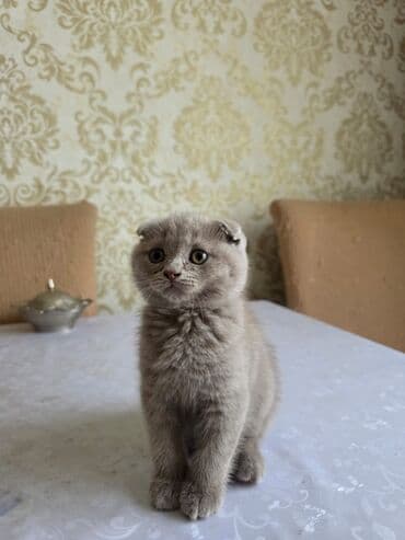 şotlan pişik: Şotland yastı qulaq, Erkək, Dişi, Yaxşı əllərə, Ünvandan götürmə, Pulsuz çatdırılma, Ödənişli çatdırılma — 107