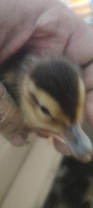 cücələrin satışı: Məhsul: Xırdabuynuzlu ördək balaları (cücələr)lal ördek balasi yoxdur — 2