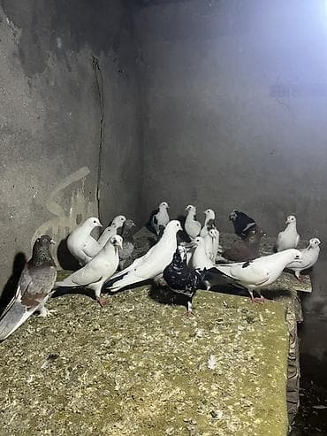 goyerçin yuvasi: Kimə nə lazm olar yazar — 2