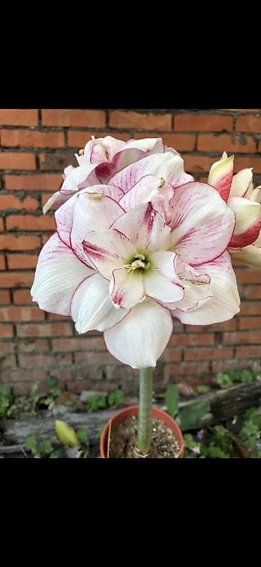 yaz gulləri: Hippeastrum (Amarillis) soğanlı dekorativ çiçəklər – bir neçə rəng və — 7