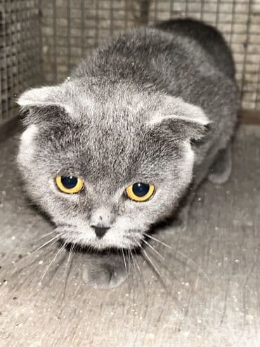 pişik satisi 2020: Şotland, Dişi, Ünvandan götürmə — 1