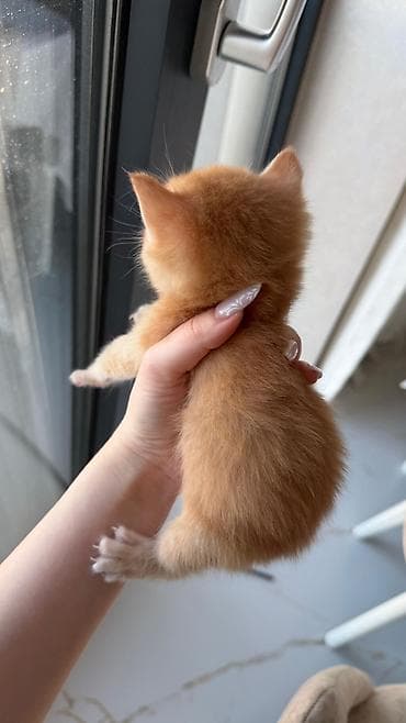 ucuz pisik satisi: Şotland yastı qulaq — 4