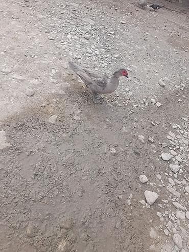 Gordunuz Temiz lavanda xoruzlar satlir unvan şamaxidi gonderis var