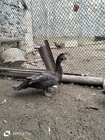 bala pişik ucuz: Moskva ördəkləri (indoutka) – 2 baş

- Macar — 2