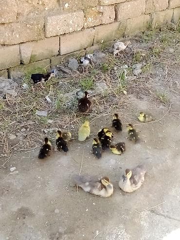 xasgi balası: Salam . lal ördək balaları balalar 5 manat böyüklər 10 manat — 1