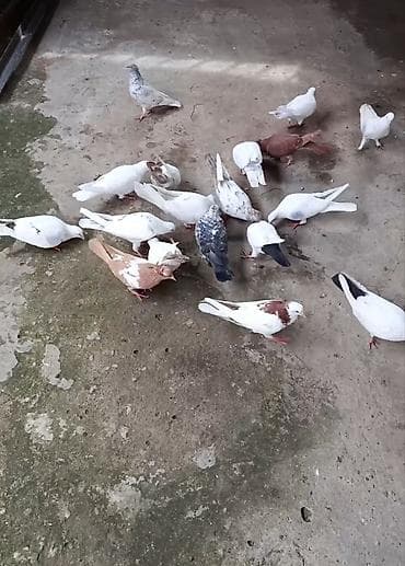 goyercin satışı: Təcili satılır. Sağlam quşlardı. Kom 10 manatdan satılır. Rayonlara — 1