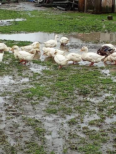 toy poodle qiymetleri: Ağ ördəklər – sürü şəklində - Yerli təsərrüfatda saxlanılan, aktiv və — 1