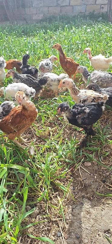 Kənd təsərrüfatı quşları: Toyuq cücələri, Damazlıq, Pulsuz çatdırılma — 7