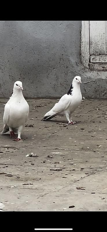 goyercinler satisi: Iki cüt quşdan törənmədir. Bir quşxananın quşlardır. Köhnə — 3