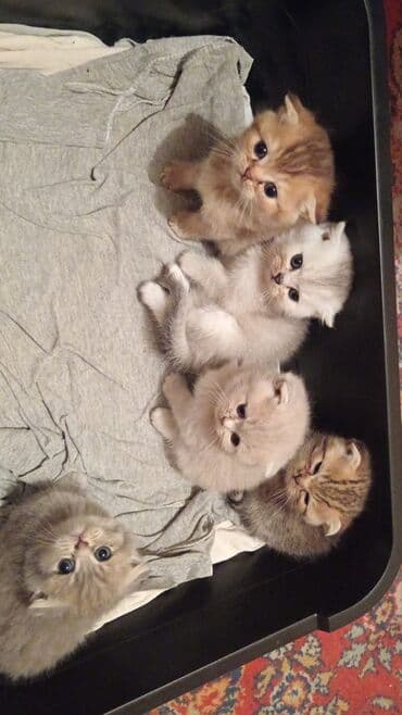 satiliq inekler: Şotland, Erkək, Dişi, Yaxşı əllərə, Ünvandan götürmə, Pulsuz çatdırılma, Ödənişli çatdırılma — 10