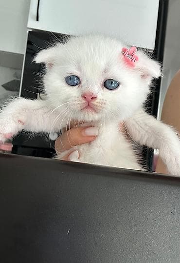 pişiylər: Yaxşı əllərə — 10