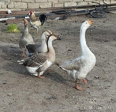 Akvariumlar: Məhsul: Qaz sürüsü Təsvir: - Şəkillərdə kənd həyətində saxlanılan bir — 1