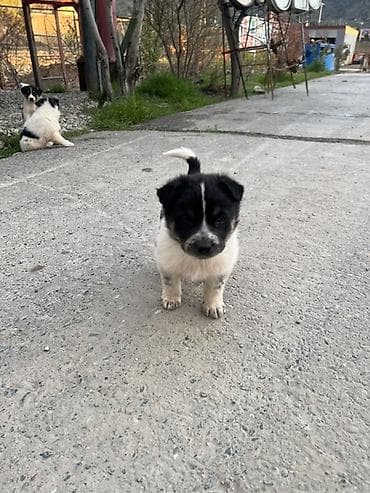 zvanok itlər: Peyvəndli — 3