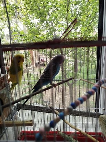 Budaqlar və aksesuarlarla birlikdə qəfəsdə iki dalğıç papağan (nimfa