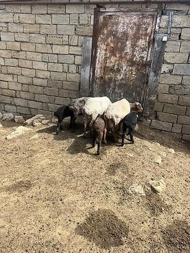 Qoyun və quzular dəsti Ana bala 2si erkəydi 1dişi quzunun - Növlər