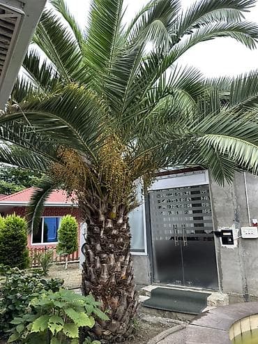 şir şəkilləri qara: Razilasma Yolu Ile 2.60 cm Xurma (xurma xurması) palmı – iri — 4