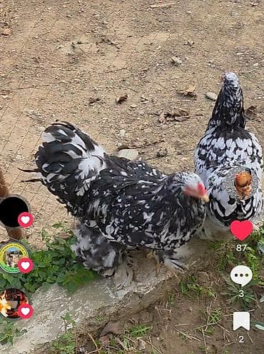 ataks cucələri: Toyuq cücələri, Damazlıq — 6