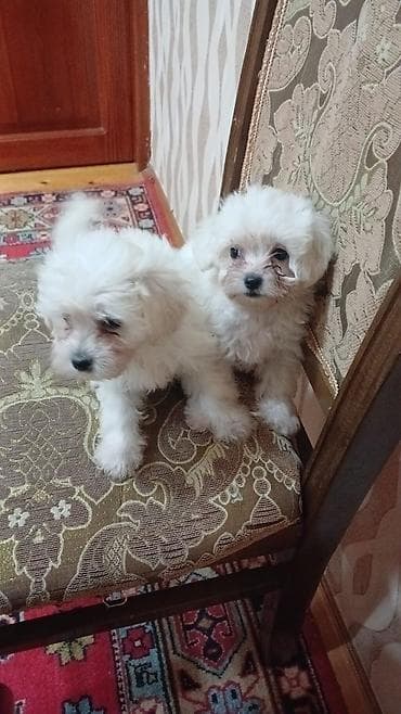 Quşlar: Malta bolonka, 3 ay, Peyvəndli — 2