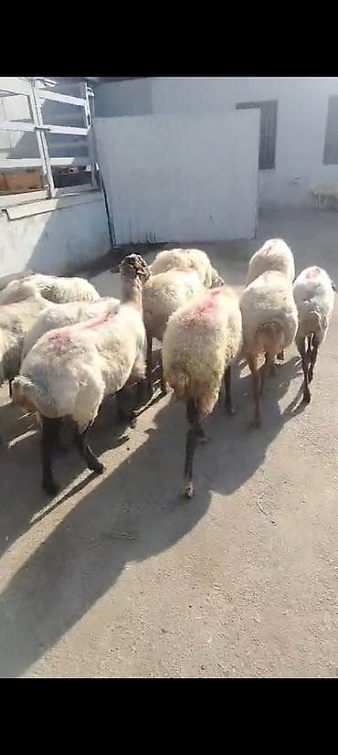 С/х животные и товары: Salam aleykum kök qoyunlardı qiymet kesgiye 14. 5m cavan qoyunlardı — 4